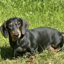 Dachshund (Smooth Haired)