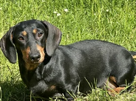 Dachshund (Smooth Haired)