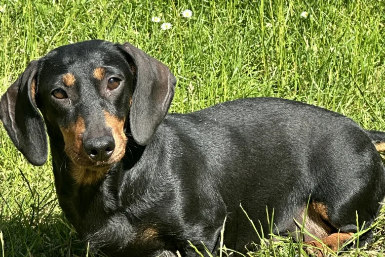 Dachshund (Smooth Haired)
