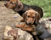 Dachshund (Smooth Haired)