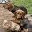 Dachshund (Smooth Haired)