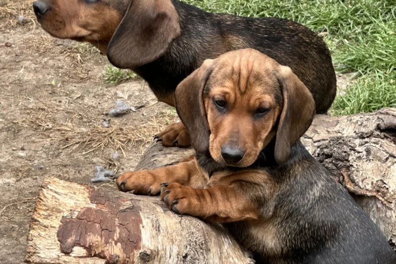 Dachshund (Smooth Haired)