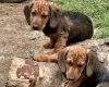 Dachshund (Smooth Haired)