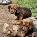Dachshund (Smooth Haired)