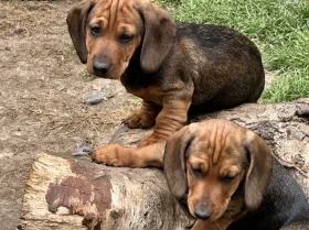 Dachshund (Smooth Haired)