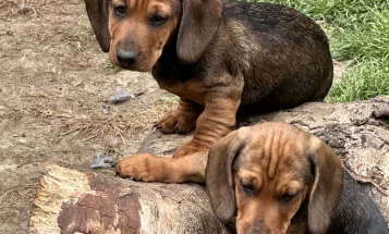 Dachshund (Smooth Haired)