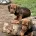 Dachshund (Smooth Haired)