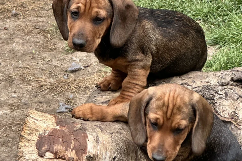 Dachshund (Smooth Haired)