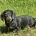 Dachshund (Smooth Haired)