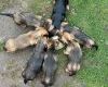 Dachshund (Smooth Haired)
