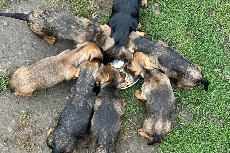 Dachshund (Smooth Haired)
