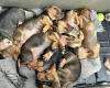 Dachshund (Smooth Haired)