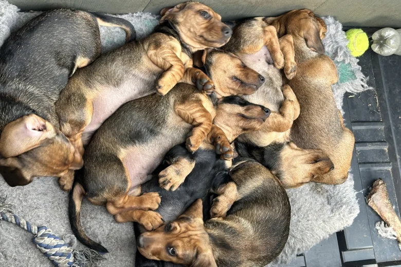 Dachshund (Smooth Haired)
