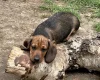 Dachshund (Smooth Haired)