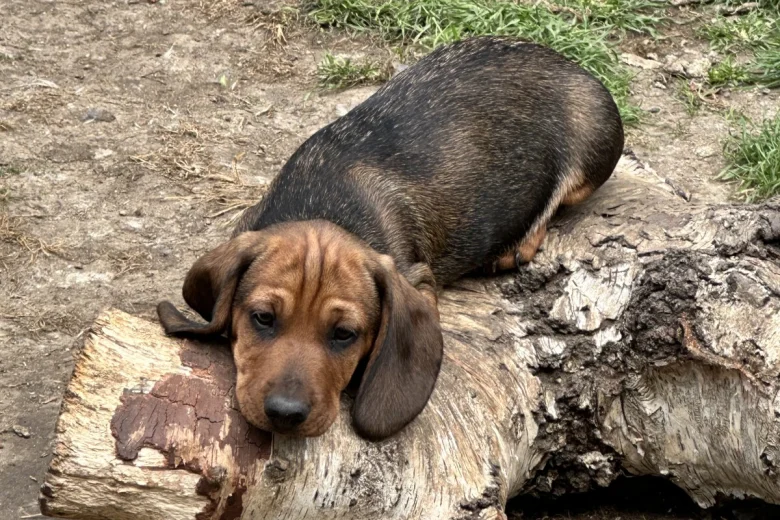 Dachshund (Smooth Haired)