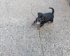 Dachshund (Smooth Haired)
