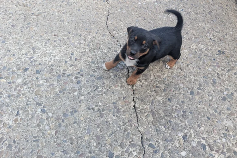 Dachshund (Smooth Haired)