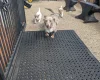 Dachshund (Smooth Haired)
