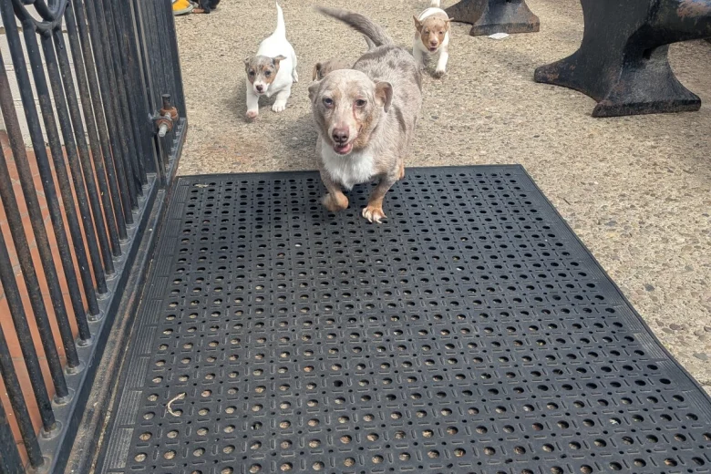 Dachshund (Smooth Haired)