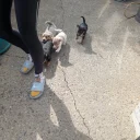 Dachshund (Smooth Haired)