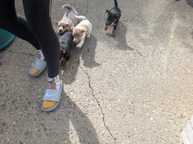 Dachshund (Smooth Haired)