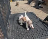 Dachshund (Smooth Haired)