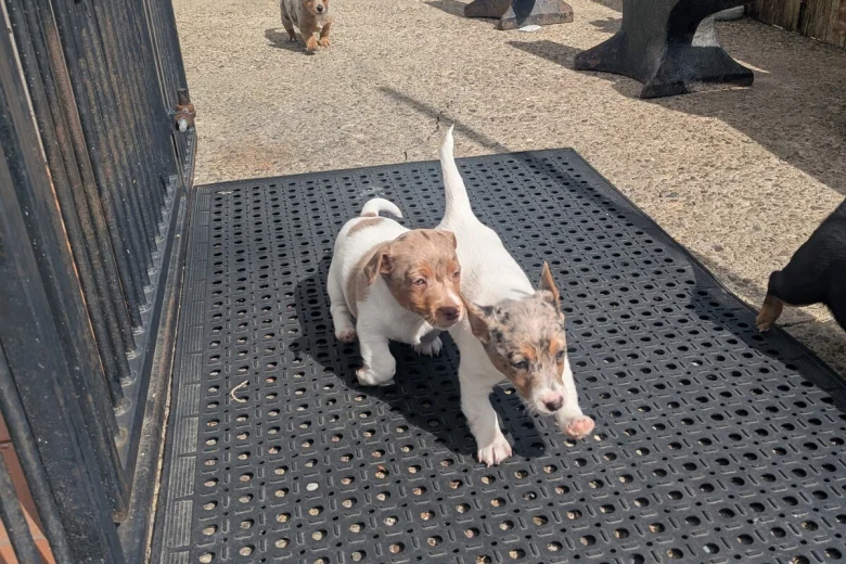 Dachshund (Smooth Haired)
