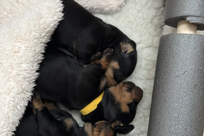 Dachshund (Smooth Haired)