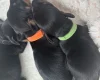Dachshund (Smooth Haired)