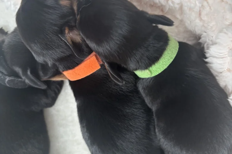 Dachshund (Smooth Haired)