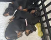 Dachshund (Smooth Haired)