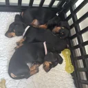 Dachshund (Smooth Haired)