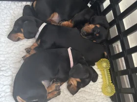 Dachshund (Smooth Haired)