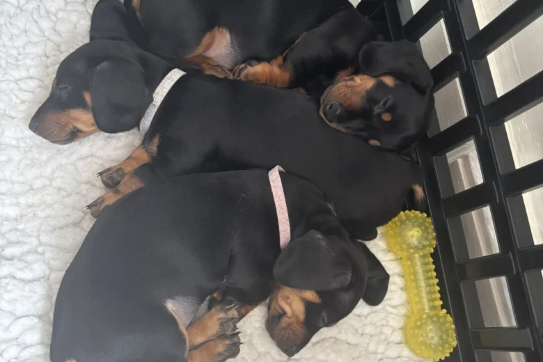 Dachshund (Smooth Haired)