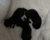 Dachshund (Smooth Haired)