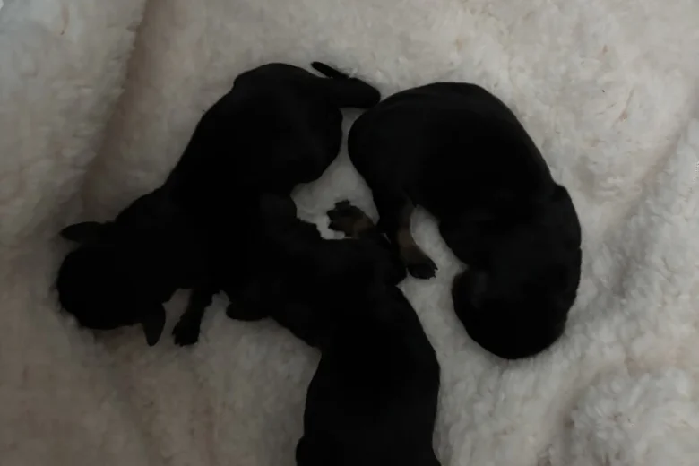 Dachshund (Smooth Haired)