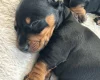 Dachshund (Smooth Haired)