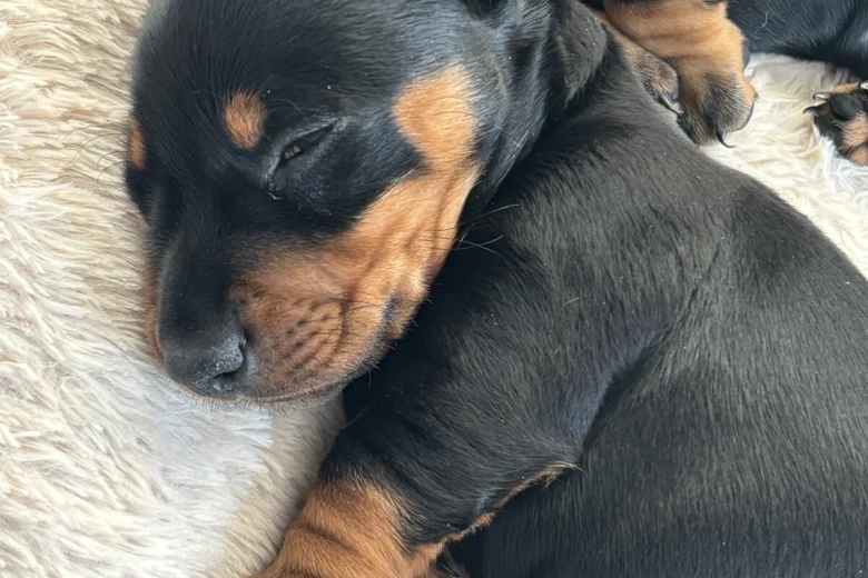 Dachshund (Smooth Haired)