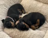Dachshund (Smooth Haired)