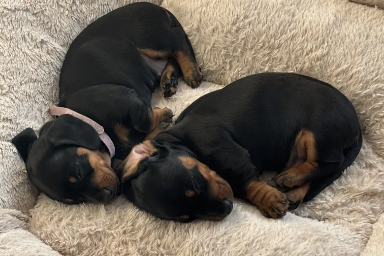 Dachshund (Smooth Haired)