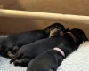 Dachshund (Smooth Haired)