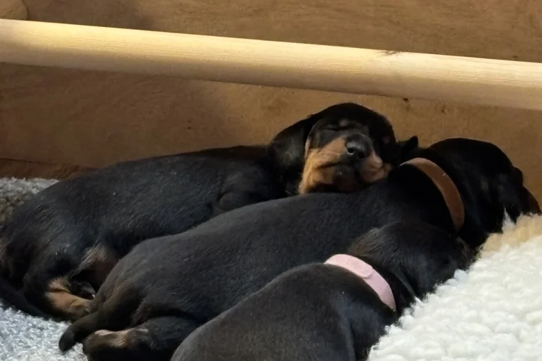 Dachshund (Smooth Haired)