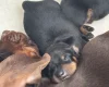 Dachshund (Smooth Haired)