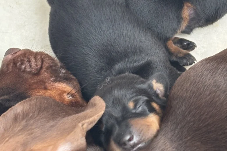 Dachshund (Smooth Haired)