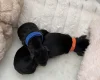 Dachshund (Smooth Haired)