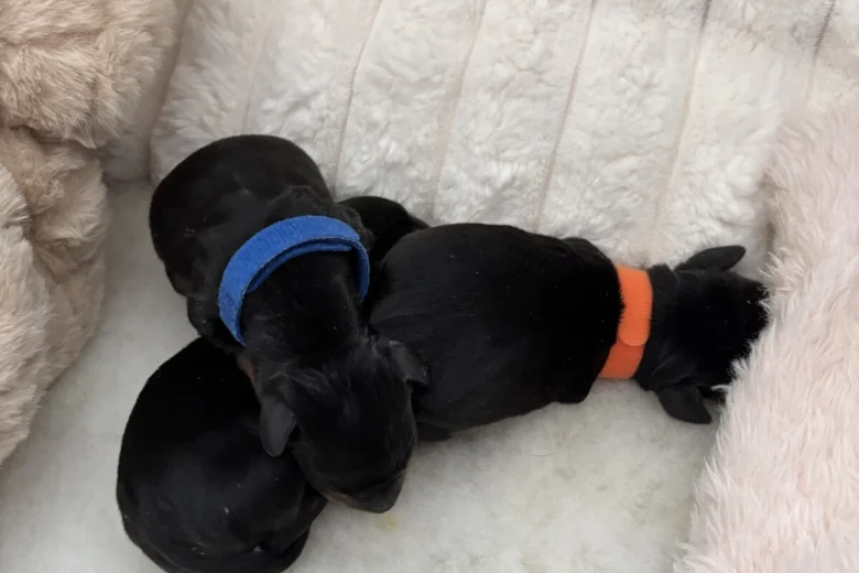 Dachshund (Smooth Haired)