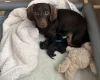 Dachshund (Smooth Haired)