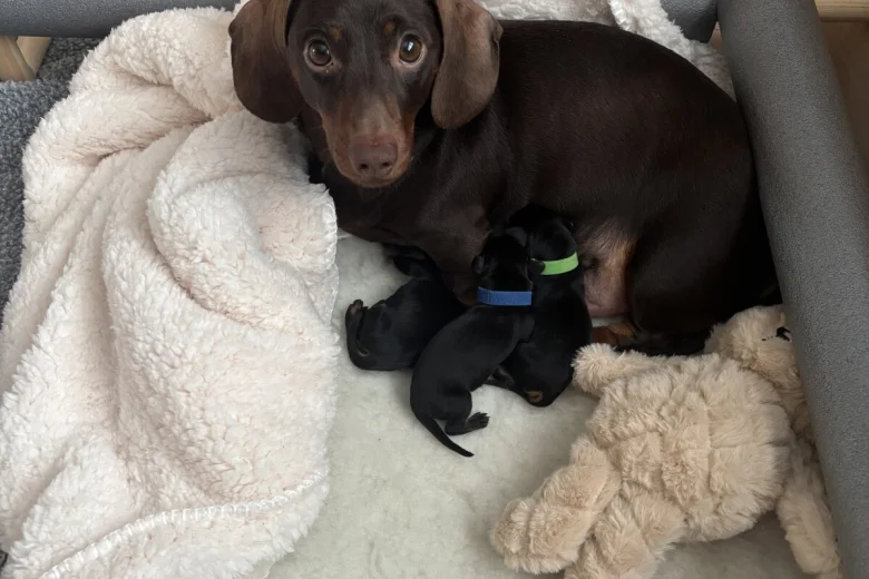 Dachshund (Smooth Haired)