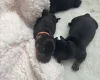Dachshund (Smooth Haired)