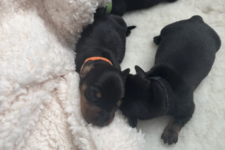 Dachshund (Smooth Haired)